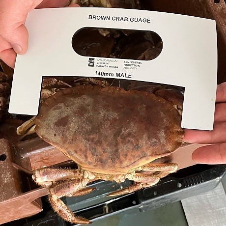 crab being measured by fisheries officer